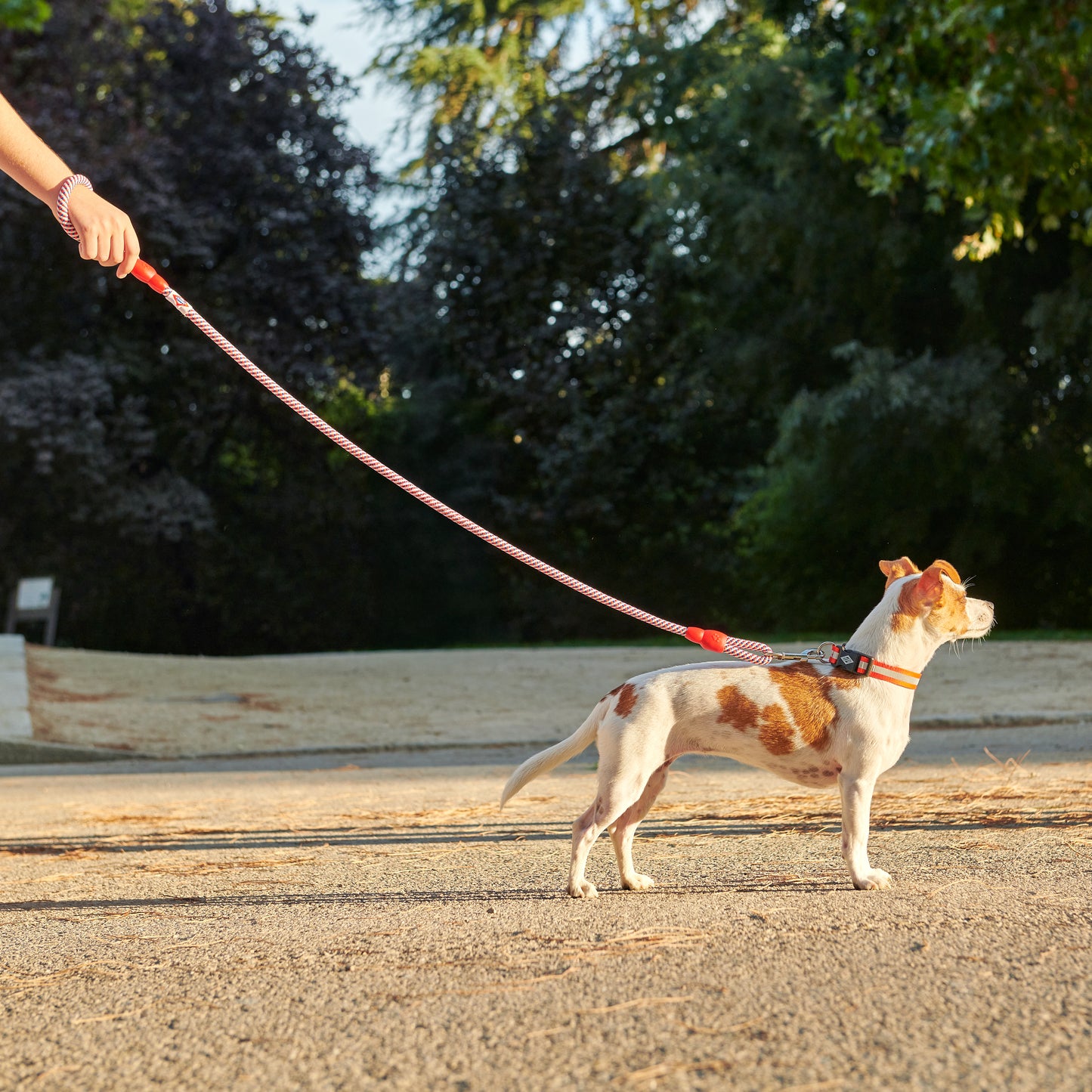 Perro pequeño con correa roja paseando en parque al atardecer