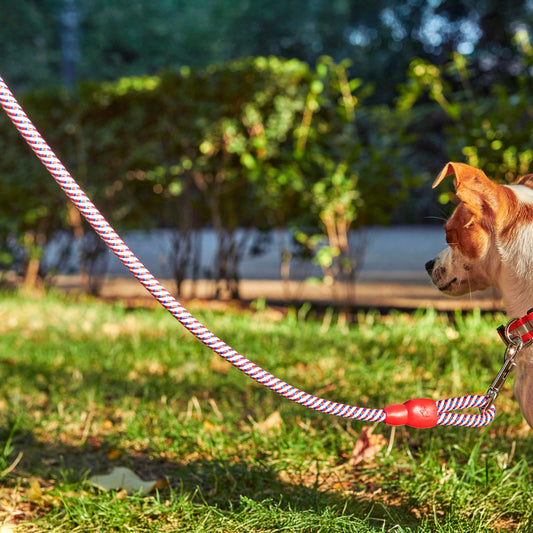 Perro pequeño con correa de cuerda colorida roja en parque al aire libre, paseo de mascotas