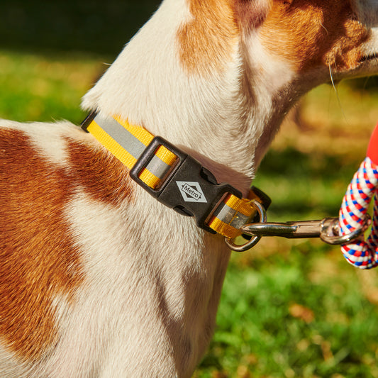 Collar amarillo reflectante Metro en perro blanco y marrón con correa, fondo de césped