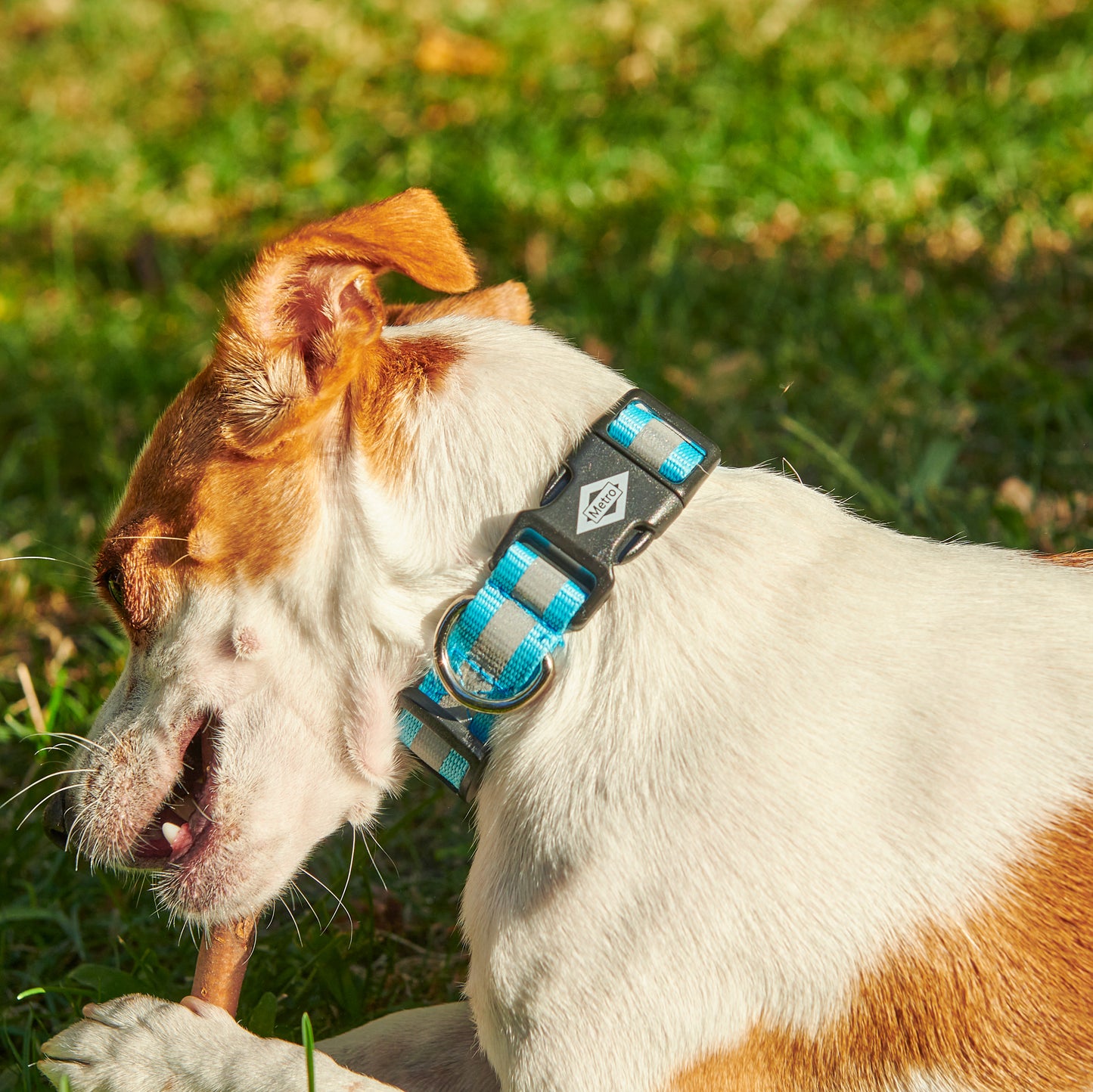 perro con collar azul